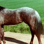 Appaloosa 2 (7)